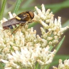 Odontomyia hunteri (Soldier fly) at Mount Taylor NR (MTN) - 7 Jan 2024 by MichaelMulvaney