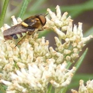 Odontomyia hunteri at Mount Taylor NR (MTN) - 7 Jan 2024 11:44 AM