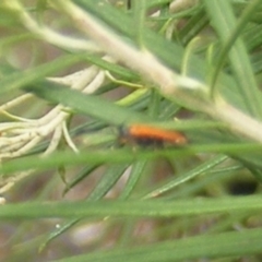 Lycidae sp. (family) (Net-winged beetle) at Kambah, ACT - 7 Jan 2024 by MichaelMulvaney