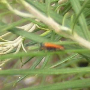 Lycidae sp. (family) at Mount Taylor NR (MTN) - 7 Jan 2024