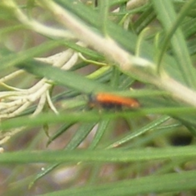 Lycidae (family) (Net-winged beetle) at Kambah, ACT - 7 Jan 2024 by MichaelMulvaney