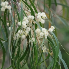 Acacia implexa (Hickory Wattle, Lightwood) at West Wodonga, VIC - 6 Jan 2024 by KylieWaldon