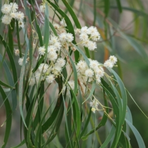 Acacia implexa at Wodonga - 7 Jan 2024