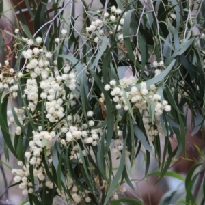 Acacia implexa at Wodonga - 7 Jan 2024