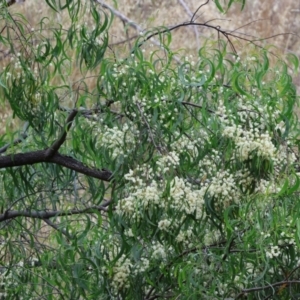 Acacia implexa at Wodonga - 7 Jan 2024 07:33 AM