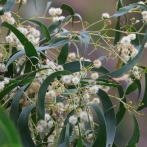 Acacia implexa at Wodonga - 7 Jan 2024