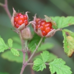 Rubus parvifolius (Native Raspberry) at West Wodonga, VIC - 6 Jan 2024 by KylieWaldon