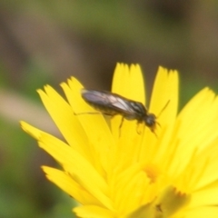 Eurys sp. (genus) (Eurys sawfly) at Mount Taylor NR (MTN) - 7 Jan 2024 by MichaelMulvaney