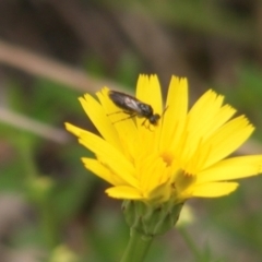 Eurys sp. (genus) at Mount Taylor NR (MTN) - 7 Jan 2024