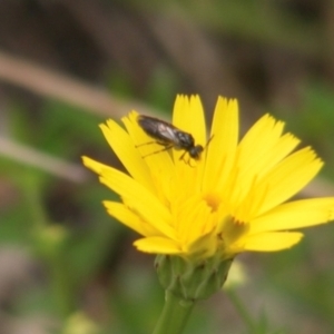 Eurys sp. (genus) at Mount Taylor NR (MTN) - 7 Jan 2024