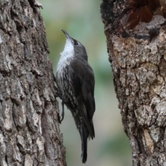 Cormobates leucophaea (White-throated Treecreeper) at Wodonga - 7 Jan 2024 by KylieWaldon