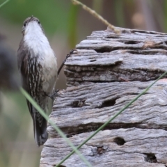 Cormobates leucophaea at Wodonga - 7 Jan 2024