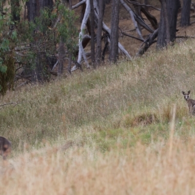 Macropus giganteus (Eastern Grey Kangaroo) at Felltimber Creek NCR - 7 Jan 2024 by KylieWaldon