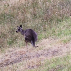 Macropus giganteus at Felltimber Creek NCR - 7 Jan 2024 06:47 AM