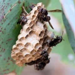 Unidentified Social or paper-nest wasp (Vespidae, Polistinae or Vespinae) at Felltimber Creek NCR - 6 Jan 2024 by KylieWaldon