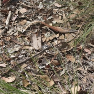 Orthetrum caledonicum at Point 4465 - 7 Jan 2024