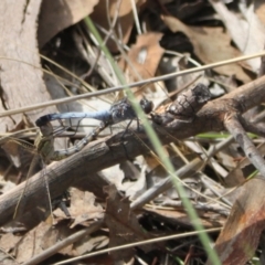 Orthetrum caledonicum at Point 4465 - 7 Jan 2024