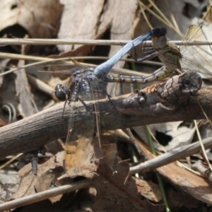 Orthetrum caledonicum at Point 4465 - 7 Jan 2024