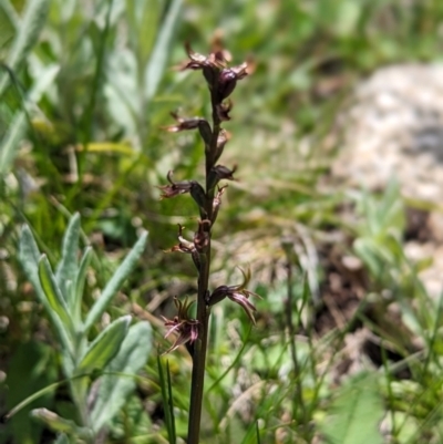 Prasophyllum tadgellianum (Tadgell's leek orchid) at Thredbo, NSW - 7 Jan 2024 by Rebeccajgee