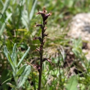 Prasophyllum tadgellianum at Kosciuszko National Park - 7 Jan 2024