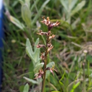 Prasophyllum tadgellianum at Kosciuszko National Park - 7 Jan 2024