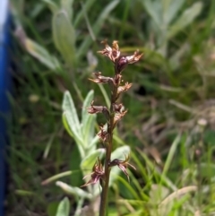 Paraprasophyllum tadgellianum at Kosciuszko National Park - 7 Jan 2024