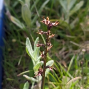 Prasophyllum tadgellianum at Kosciuszko National Park - 7 Jan 2024