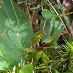 Chiloglottis cornuta (Green Bird Orchid) at Kosciuszko National Park - 7 Jan 2024 by Rebeccajgee