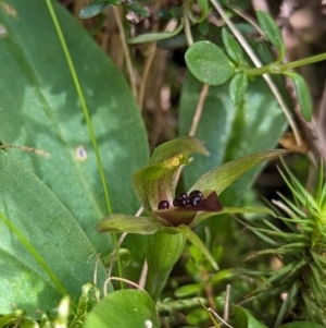 Chiloglottis cornuta at Kosciuszko National Park - 7 Jan 2024