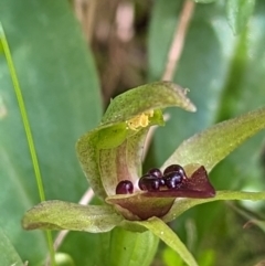 Chiloglottis cornuta at Kosciuszko National Park - suppressed