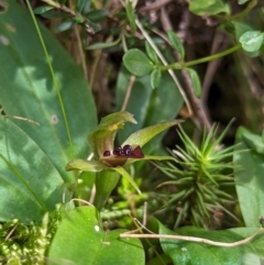 Chiloglottis cornuta at Kosciuszko National Park - 7 Jan 2024