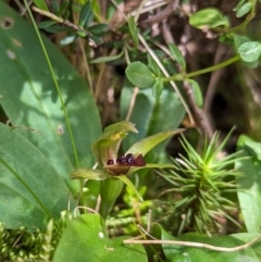 Chiloglottis cornuta at Kosciuszko National Park - suppressed