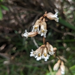 Gastrodia sp. (Potato Orchid) at Kosciuszko National Park - 7 Jan 2024 by Rebeccajgee