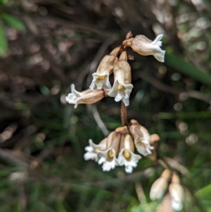 Gastrodia sp. at Kosciuszko National Park - suppressed