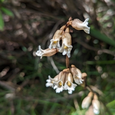 Gastrodia sp. (Potato Orchid) at Thredbo, NSW - 6 Jan 2024 by Rebeccajgee
