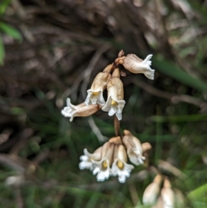 Gastrodia sp. at Kosciuszko National Park - suppressed