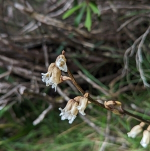 Gastrodia sp. at Kosciuszko National Park - suppressed