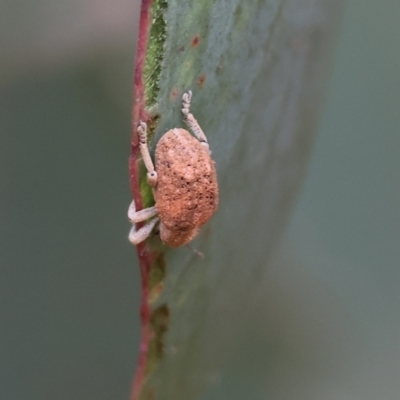 Gonipterini sp. (tribe) (A weevil) at Felltimber Creek NCR - 7 Jan 2024 by KylieWaldon