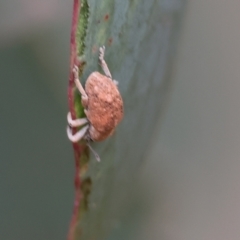 Unidentified at suppressed - 7 Jan 2024