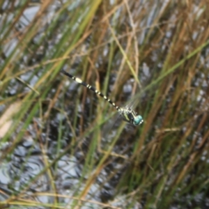 Parasynthemis regina at Black Mountain - 7 Jan 2024 10:49 AM