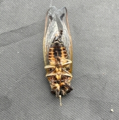 Galanga labeculata (Double-spotted cicada) at Jerrabomberra, NSW - 7 Jan 2024 by Mavis