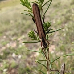 Uracanthus bivitta (Longhorn beetle) at Yass River, NSW - 7 Jan 2024 by SenexRugosus