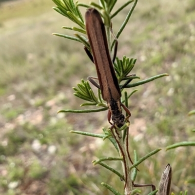 Uracanthus bivitta (Longhorn beetle) at Yass River, NSW - 7 Jan 2024 by SenexRugosus