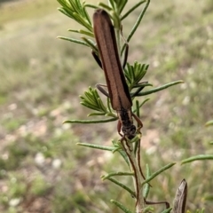 Uracanthus bivitta (Longhorn beetle) at Rugosa - 7 Jan 2024 by SenexRugosus