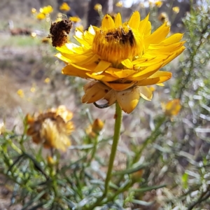 Heliocosma (genus - immature) at Justice Robert Hope Reserve (JRH) - 6 Jan 2024