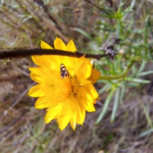 Glyphipterix chrysoplanetis at Justice Robert Hope Reserve (JRH) - 6 Jan 2024