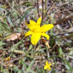 Sidnia kinbergi (Australian crop mirid) at Watson Woodlands - 6 Jan 2024 by abread111