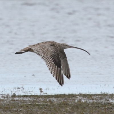 Numenius madagascariensis (Eastern Curlew) at Wellington Point, QLD - 5 Jan 2024 by TimL