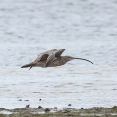 Numenius madagascariensis at Wellington Point, QLD - 5 Jan 2024