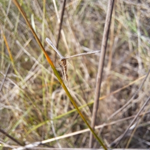 Platyptilia celidotus at Justice Robert Hope Reserve (JRH) - 6 Jan 2024